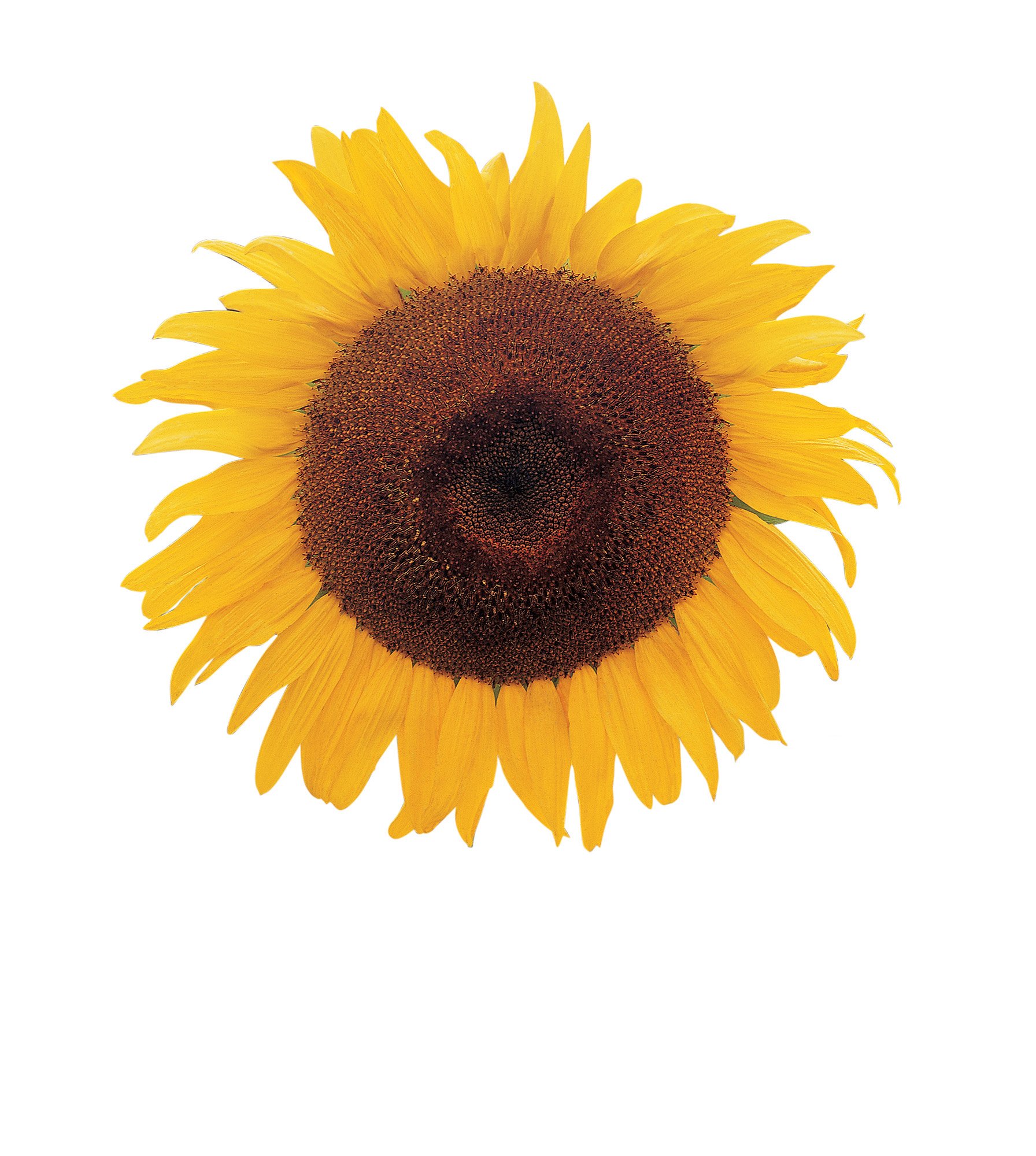 sunflower 2本 Sunny Sunflowers in Lindenhurst NY - Linden Florist, Inc.